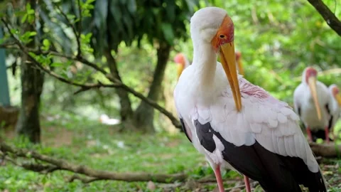 Stork Preening Feathers in Aviary 4K Stock Footage 336711837