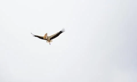 Stork preparing nest Foto stock