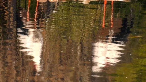 Stork Reflection on Water Stock-Footage 102875774