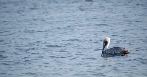 Stork Resting in the Ocean, Slow Motion Stock Footage 127643891