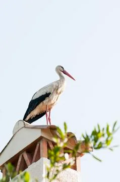 Stork resting 写真素材