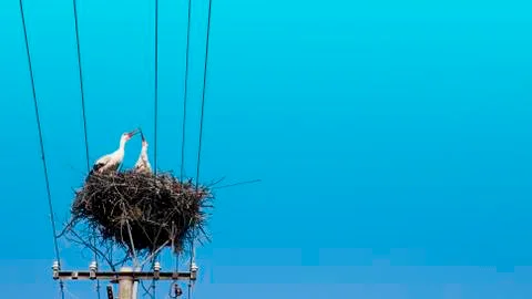 Stork returning to their nests in the spring months. Stock Photos