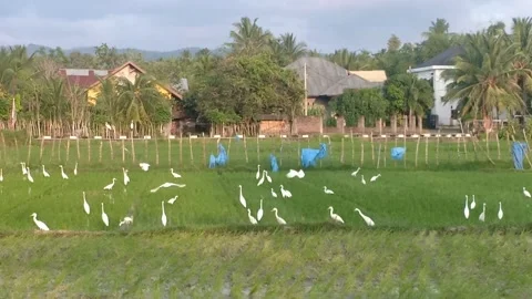 Stork in the rice field Stock Footage 170991622