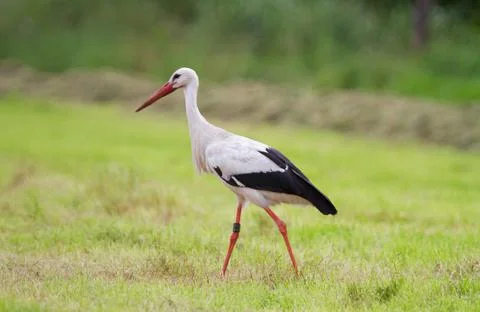 Stork with a ring on its leg Stock Photos