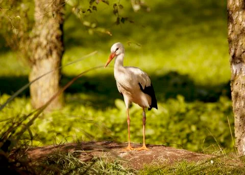 Stork with ring on the leg Stock Photos