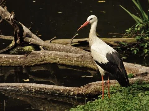 Stork by the river Stock Photos
