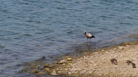 Stork in river wildlife Stock Footage