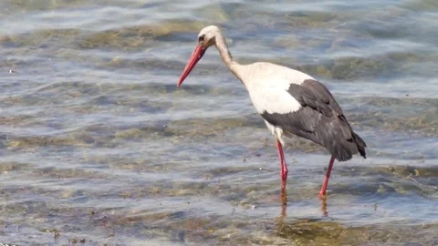 Stork in river wildlife Stock Footage