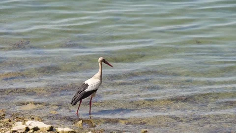 Stork in river wildlife slow motion Stock Footage