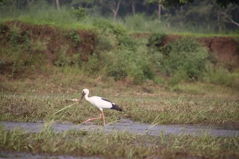 Stork at riverside Foto stock