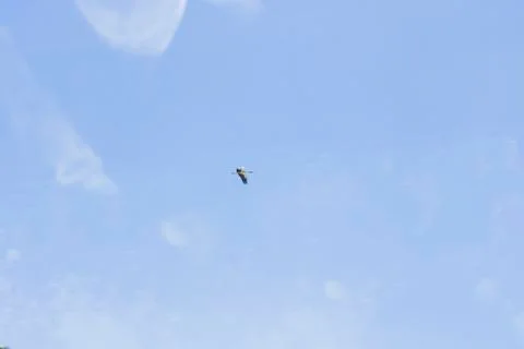 A stork on the road Stock Photos