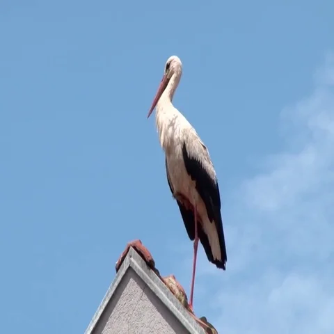 Stork on roof Video stock 69401955