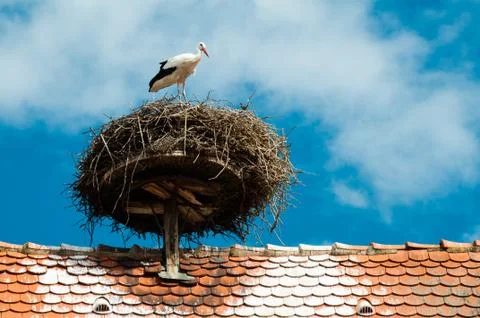 Stork on a roof top Stock Photos