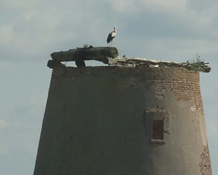 Stork ruins building Stock Footage 10808373