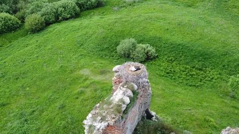 Stork on the ruins Stock Footage 243675072