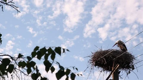 Stork Scratching In The Nest Stock Footage 76878319