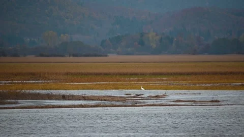 Stork in shallow water Stock Footage 167692590