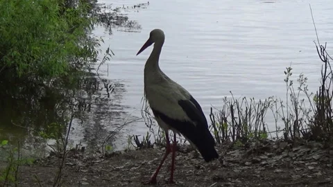 Stork on the shore, spring, willows, Desna river, nature of Ukraine 動画素材 309036411