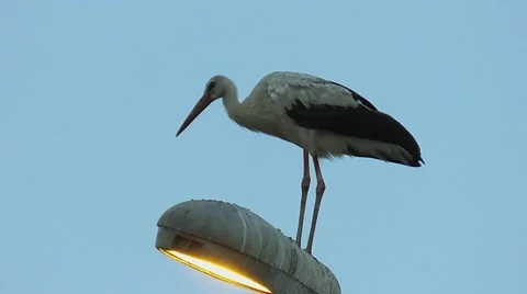 Stork sings standing lamp Stock Footage 40842830
