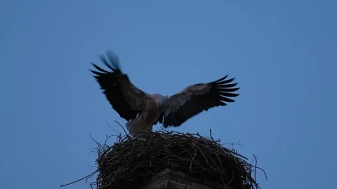A stork sits in a nest and flaps its wings Stock Footage 310995555