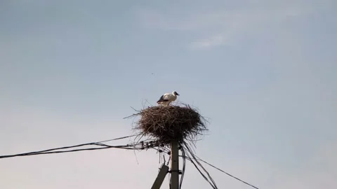 A stork sits in a nest, a stork's nest on an electric pole Stock Footage 208530272