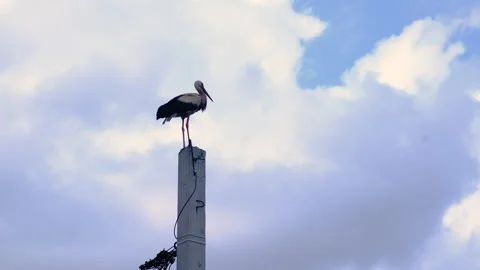 The stork sits on a pole. selective focus. Stock Footage 265294417