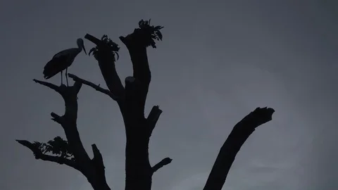 Stork sits on a tree trunk against a background of gray sky Video stock 93178595