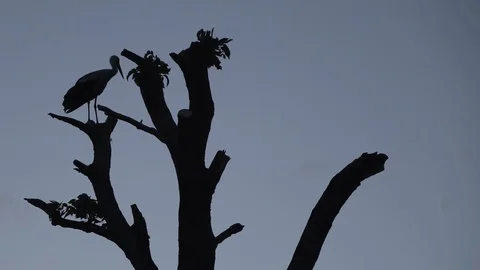 Stork sits on a tree trunk against a background of gray sky Video stock 93178764