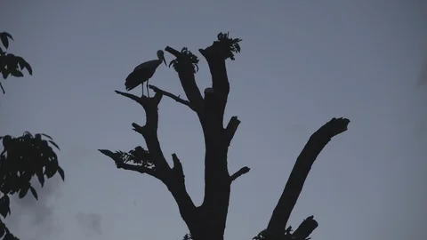 Stork sits on a tree trunk against a background of gray sky Video stock 93179037