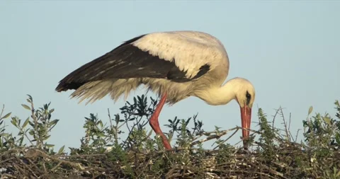 Stork sitting down nest Stock Footage 280688912