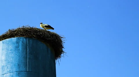 Stork sitting in nest. 스톡 동영상 53398742