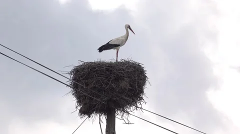 Stork Sitting in Nest Stock Footage 60603893