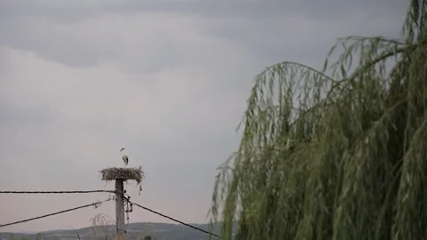 Stork is sitting in the nest Stock Footage 233455782