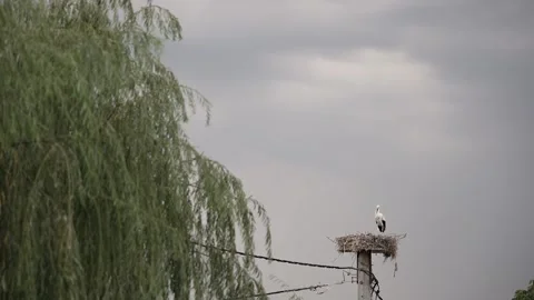 Stork is sitting in the nest Stock Footage 233455816