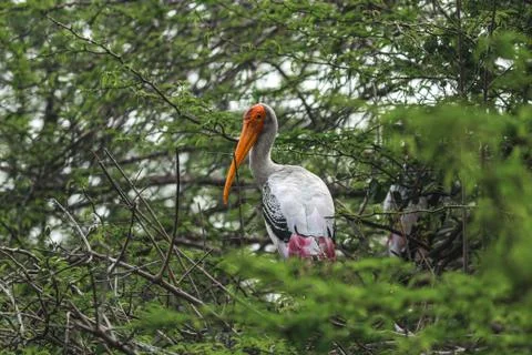 Stork sitting on a tree Stock Photos