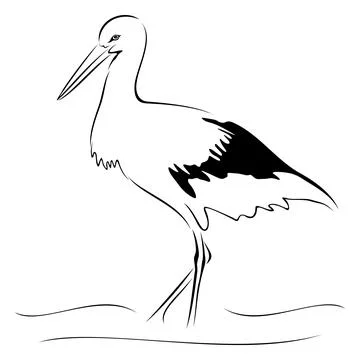Stork on sketch Stock Illustration