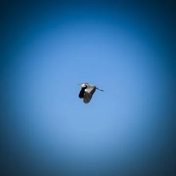 Stork in the sky Stock Photos
