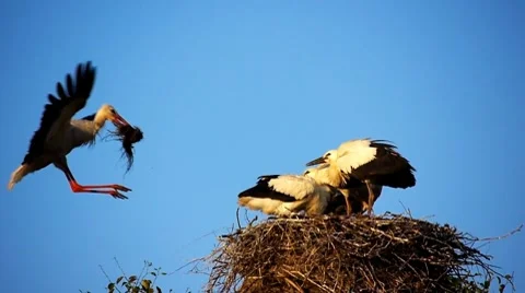 Stork slow motion 1 Stock Footage 8550496