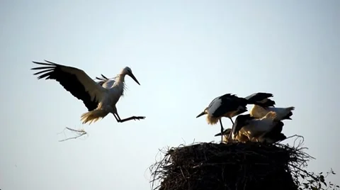 Stork slow motion 2 Stock Footage 8550491