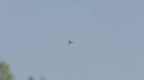 Stork soaring in clear sky with a tree on the background Stock Footage 43865893
