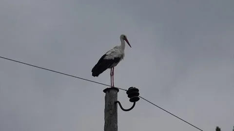 Stork standing alone on a lamp post Video stock 239698130