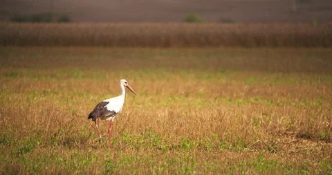 Stork Standing and Walking on Field Wide Shot Close-up shot 4K Stock Footage 93794153