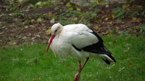 Stork standing around Stock Footage 289466029