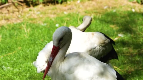 Stork standing around on a meadow Stock Footage 260139239