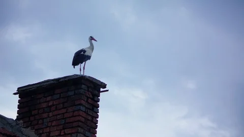 Stork standing on a chimney scratching his head on a cloudy evening Stock Footage 89606600