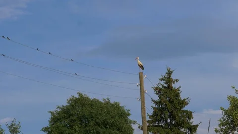 Stork standing on electical poll Stock Footage 93174093
