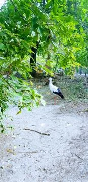 Stork standing in a forest Stock Photos