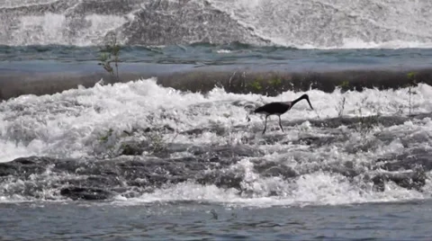 Stork Standing in Front of Overflowing Dam Stock Footage 30963170