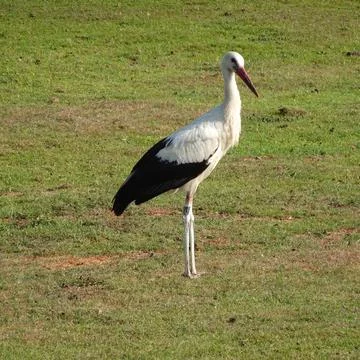 A stork standing on grass Stock Photos