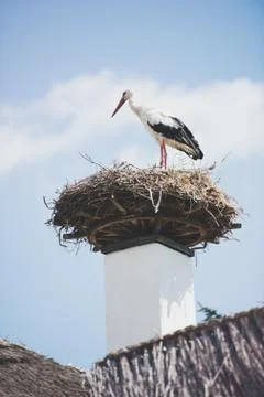 Stork standing in his nest on rustic house roof Fotos de archivo
